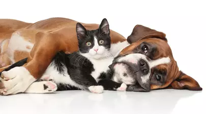 Zodiacul Chinezesc. Ce zodie chinezească ești în funcție de anul nașterii