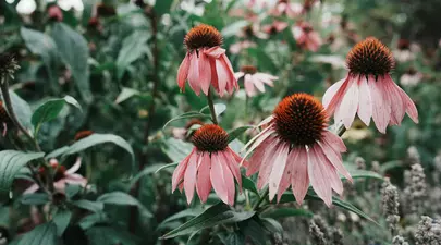 Zodiacul Chinezesc. Ce zodie chinezească ești în funcție de anul nașterii