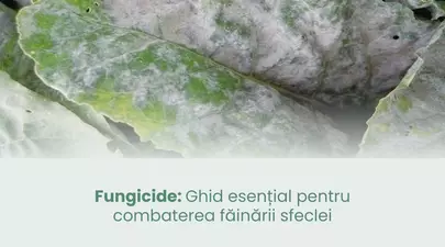 Zodiacul Chinezesc. Ce zodie chinezească ești în funcție de anul nașterii