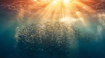 Zodiacul Chinezesc. Ce zodie chinezească ești în funcție de anul nașterii