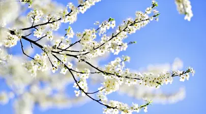 Zodiacul Chinezesc. Ce zodie chinezească ești în funcție de anul nașterii