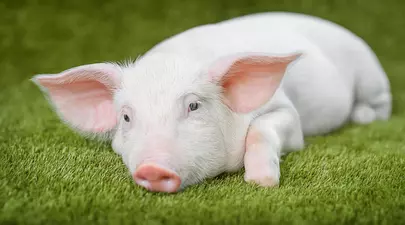 Zodiacul Chinezesc. Ce zodie chinezească ești în funcție de anul nașterii