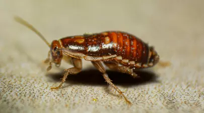 Zodiacul Chinezesc. Ce zodie chinezească ești în funcție de anul nașterii