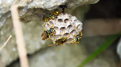Zodiacul Chinezesc. Ce zodie chinezească ești în funcție de anul nașterii