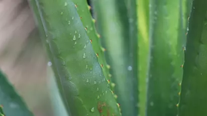 Aloe vera pentru detox: suplimentul bine ales contează mai mult decât efectul laxativ