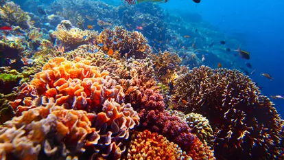 Snorkeling în Egipt: ce trebuie să știi despre recife, siguranță și echipament?