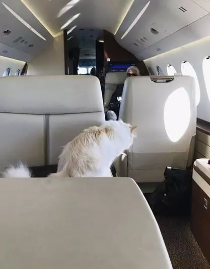 Choupette, pisica lui Karl Lagerfeld