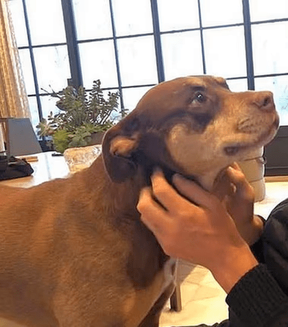 Și-a clonat câinele! Tom Brady a dezvăluit cât l-a costat procedura și unde se află clinica