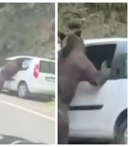 VIDEO Scene neașteptate pe Transfăgărășan, surprinse în imagini. Un urs A FĂCUT PRĂPĂD la o mașină, iar momentul când animalul a început să o distrugă i-a lăsat pe MARTORI FĂRĂ REACȚIE. Ce a urmat și ce s-a întâmplat cu proprietarii autoturismului