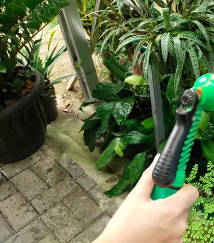 Ghidul udării corecte pe timp de caniculă: când, cât şi cum udăm plantele