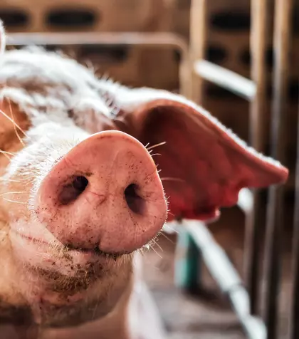 Ce mesaj transmite un cap de porc tăiat