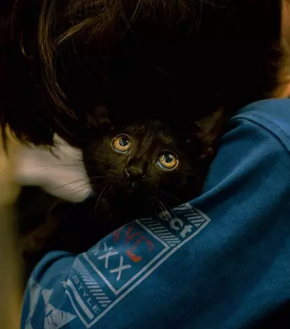 Muzeul Antipa sărbătorește Ziua Pisicilor Negre prin care încurajează adopția pisicuțelor fără stăpân