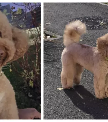 Final tragic pentru Fido, bichonul care a fugit de lângă stăpânii săi, speriat de artificii! Acesta a fost găsit decedat în cele din urmă: „A fost un luptător, a rezistat 8 zile pe străzi, timp în care a fost căutat neîncetat…”