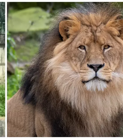 Povestea dureroasă a tânărului de 19 ani SFÂȘIAT mortal după ce a intrat în ţarcul de la o grădină zoologică: "Voia să cunoască pentru a dresa lei. A realizat prea târziu că un leu nu este o pisică domestică și că nu poate fi dresat fără cunoștințe"