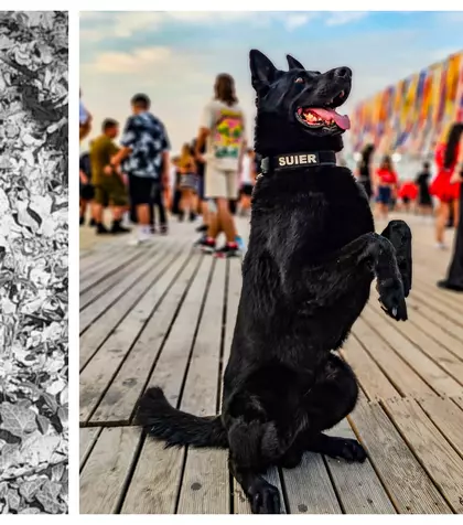 A murit ȘUIER, câinele polițist, devenit vedetă la marile festivaluri din România! „Un suflet nobil și un adevărat simbol al loialității, curajului și devotamentului în slujba legii. Odihnește-te în pace, drag prieten! Nu te vom uita niciodată”