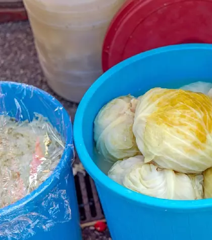 De ce nu se acrește varza la murat și ce trebuie să faci