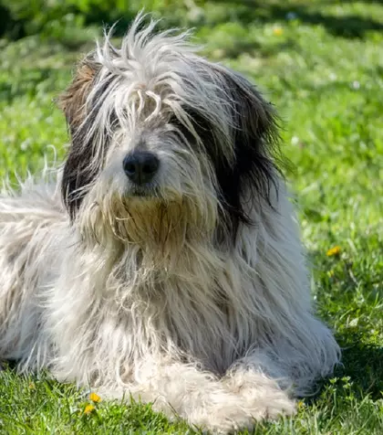 Ciobănescul Românesc Mioritic – tot ce trebuie să știi despre această rasă