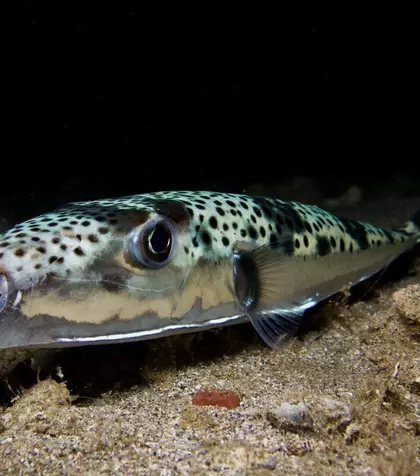 Ce este peștele-iepure – Lagocephalus sceleratus, peștele-balon toxic care provoacă îngrijorare în Grecia