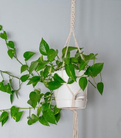 Pothos (Epipremnum aureum) – plantare, îngrijire, simbolistică și origine. Ce e bine să știi despre iedera diavolului