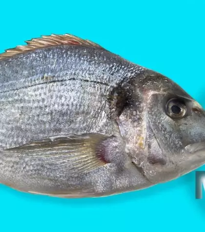 Care sunt speciile de peşte care acumulează cel mai mult mercur