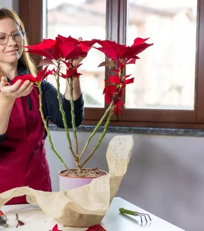 De ce cad frunzele Crăciuniței și cum previi acest lucru