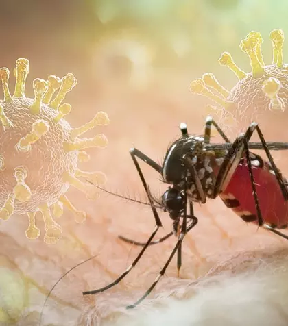 Primul caz de virus Chikungunya confirmat în România. Ce este Chikungunya și cum se transmite