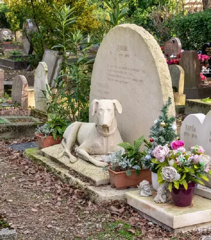 Ce faci cu corpul animalului tău de companie după ce a murit