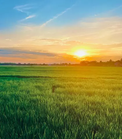 Ce înseamnă când visezi ogor