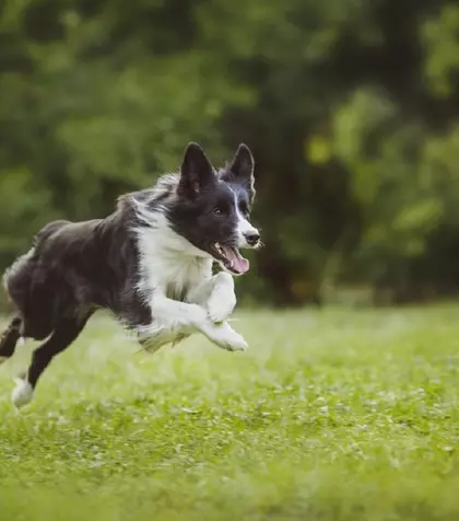 Border Collie – tot ce trebuie să știi despre această rasă