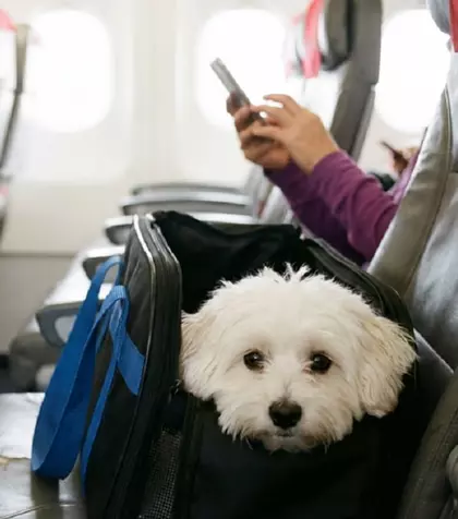 Cum călătoreşti cu animalul de companie în avion. Cum îl pregătești pentru mașină sau avion