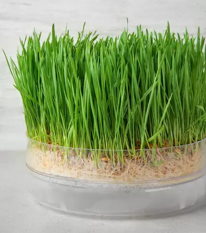 Ce să faci cu grâul pus la încolțit de Sfântul Andrei