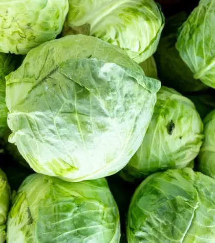 Cum să alegi varza pentru murat
