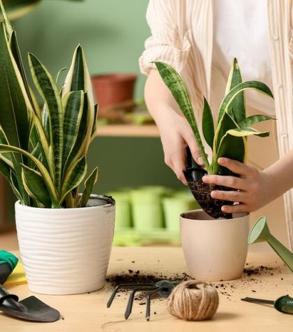 Sansevieria – planta șarpe – plantare, îngrijire, simbolistică și origine