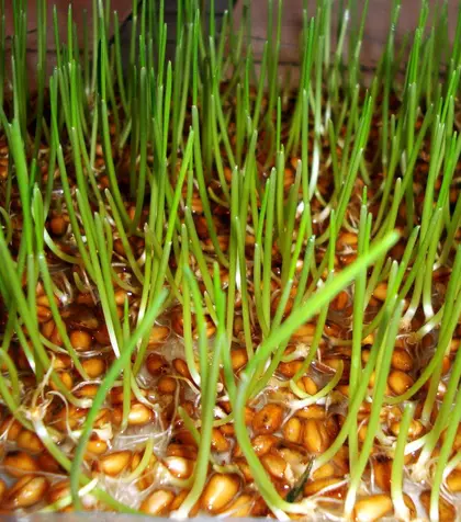 Când se pune grâu la încolţit pentru Sfântul Andrei?