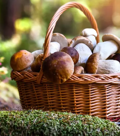 Ce ciuperci comestibile apar primăvara