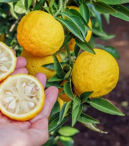 Yuzu – ce gust are și cum se mănâncă acest fruct exotic