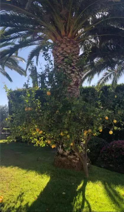 Monica-Gabor-proprietara-vilei-din-Malibu-9