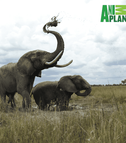 Animal Planet anunță o nouă premieră globală: „Eroi pentru animale”