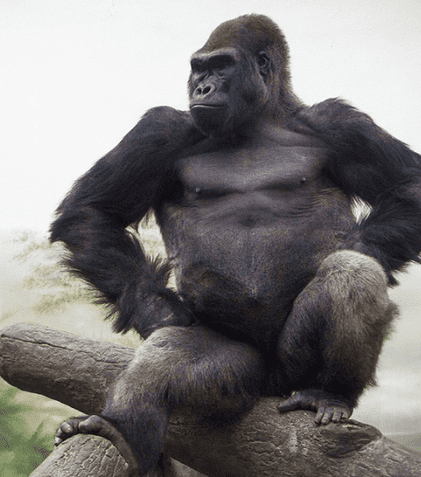 King Kong și-a câștigat și el dreptul de a avea un serial