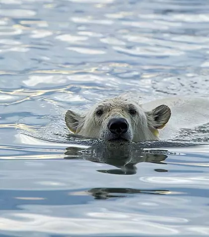 Documentarul „Sălbăticia Alaskăi” are premiera, duminică, la BBC Earth