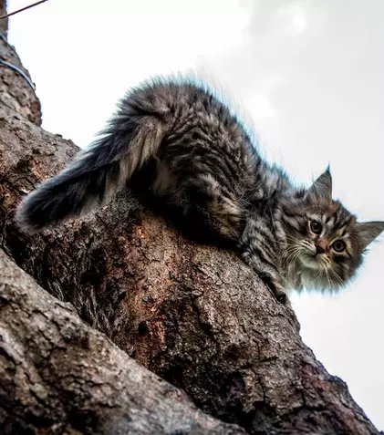 „Luna felinelor” revine la Nat Geo Wild. Ce documentare sunt în program