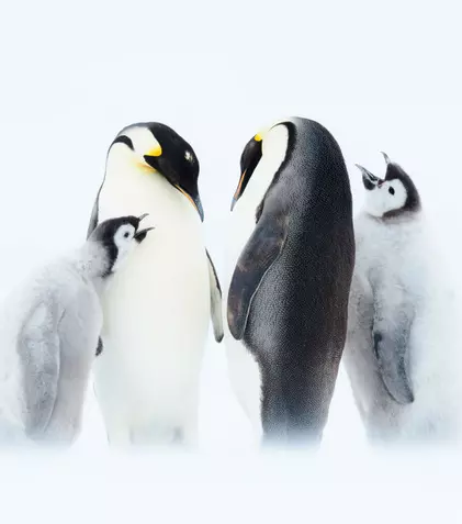 GALERIE FOTO. Astăzi, BBC Earth difuzează al doilea episod al seriei „Dinastii” – „Împăratul”
