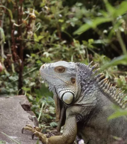 Pe vremea când David Attenborough nu era „Sir”. Cum și-a început cariera celebrul naturalist britanic