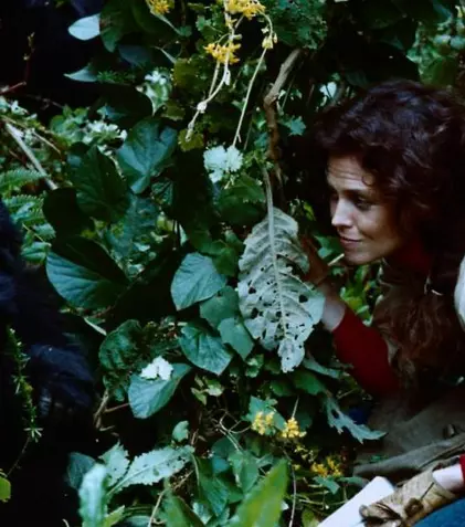 Sâmbătă, Filmul de Oscar la TVR 2: "Printre Gorile", cu Sigourney Weaver