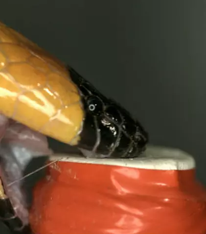 Orice greșeală ar putea fi ultima: “Vânătorii de venin”