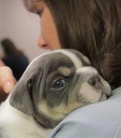 Nat Geo WILD anunță premiera „Animale la Urgență”