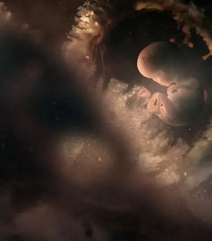 O nouă serie documentară la BBC Earth: Când începe „Nouă luni definitorii”