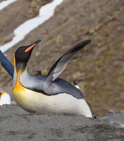 Marți, pe 25 aprilie, Animal Planet sărbătorește Ziua Mondială a Pinguinilor!