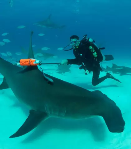 De astăzi, Discovery dă startul „Săptămânii rechinilor”. Lista documentarelor programate