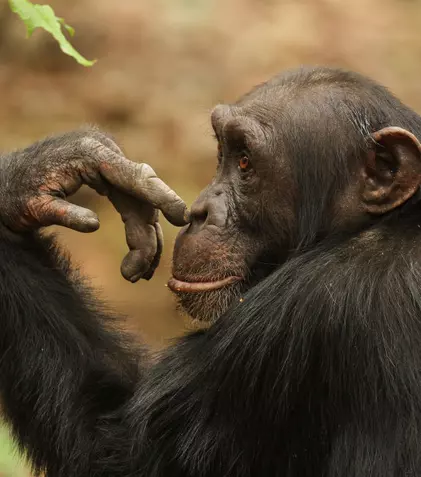 GALERIE FOTO. „Cimpanzeii”, primul episod al seriei „Dinastii”, va fi difuzat astăzi de BBC Earth